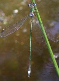 Swamp Spreadwing